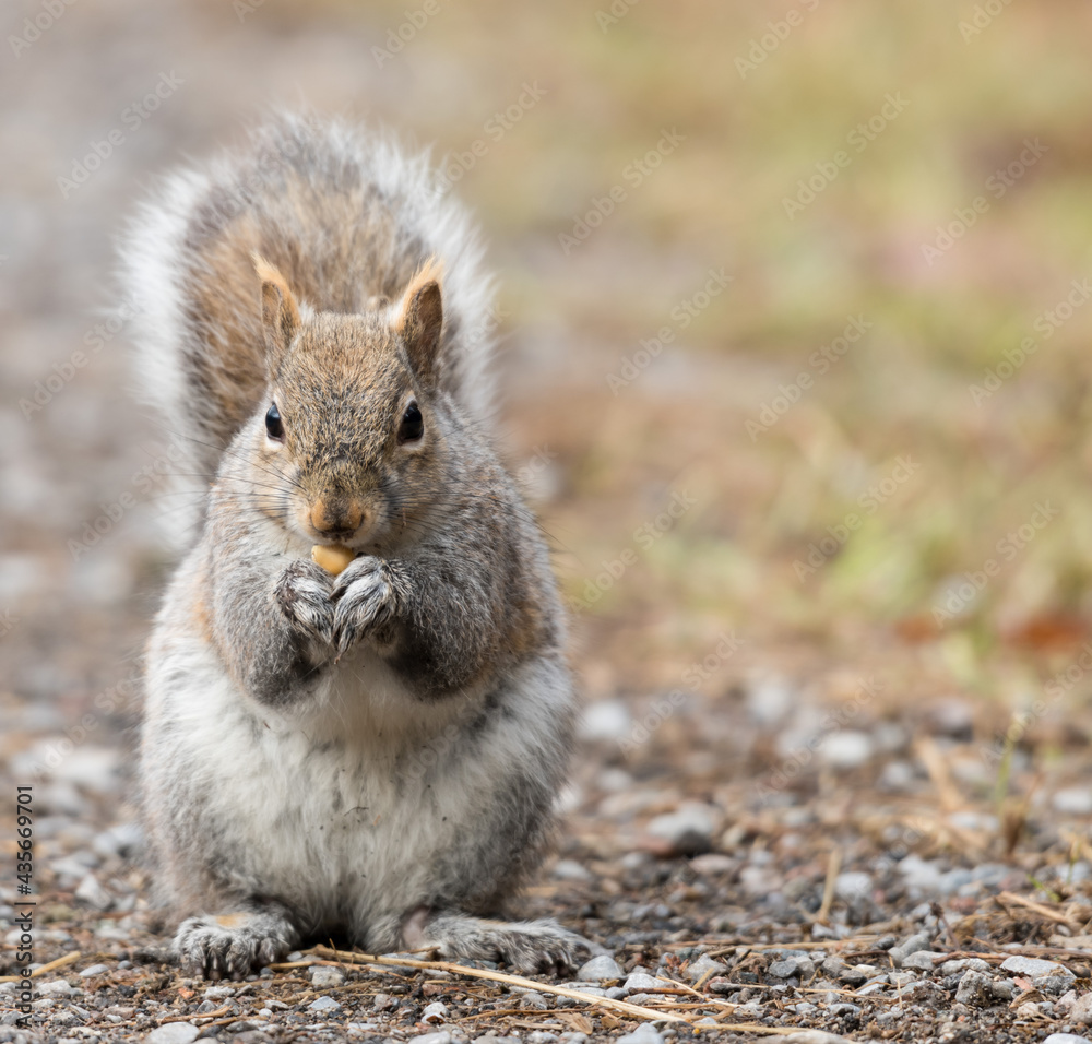 squirrel eating nut squirrel eating nut