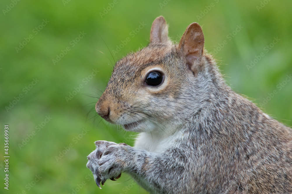 grey squirrel (Sciurus carolinensis) eating a nut c.lose up. grey squirrel (Sciurus carolinensis) eating a nut c.lose up.