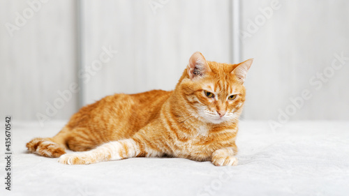 Portrait of ginger cat lying on a bed against blurred background. Shallow focus. Copyspace.