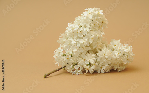White lilacs branch in the form of heart