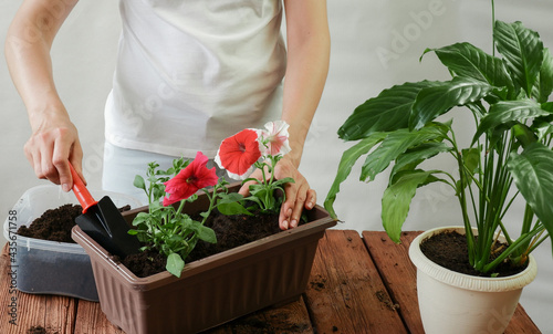 Planting a woman with tools of garden petunia flowers in a balcony pot. Woman's hand plants petunia flowers, standing at a wooden table in a room at home,