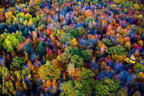 Bilde på lerret Autumn treetops
