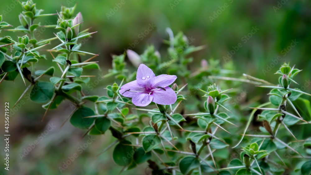Fototapeta premium Violet Spiny barleria flower in sathyamangalam, Tamil Nadu, India. 