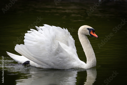 Fototapeta Naklejka Na Ścianę i Meble -  Cigno bianco