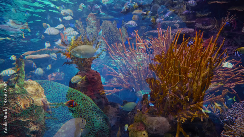 Wallpaper Mural coral reef and fishes Torontodigital.ca