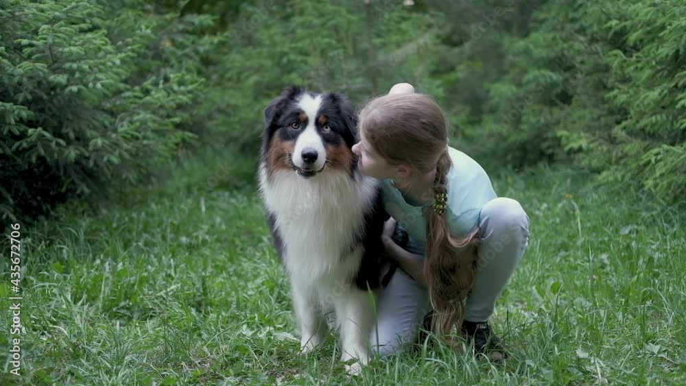 4k. teenage girl embrace kiss australian shepherd dog in summer. Stand in forest 4k. teenage girl embrace kiss australian shepherd dog in summer. Stand in forest