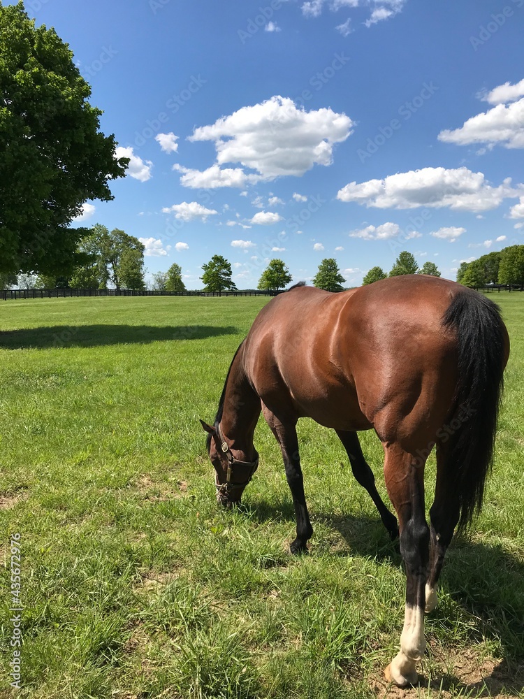 Obraz premium horse in the field