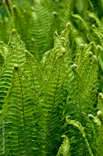 fresh green summer fern 