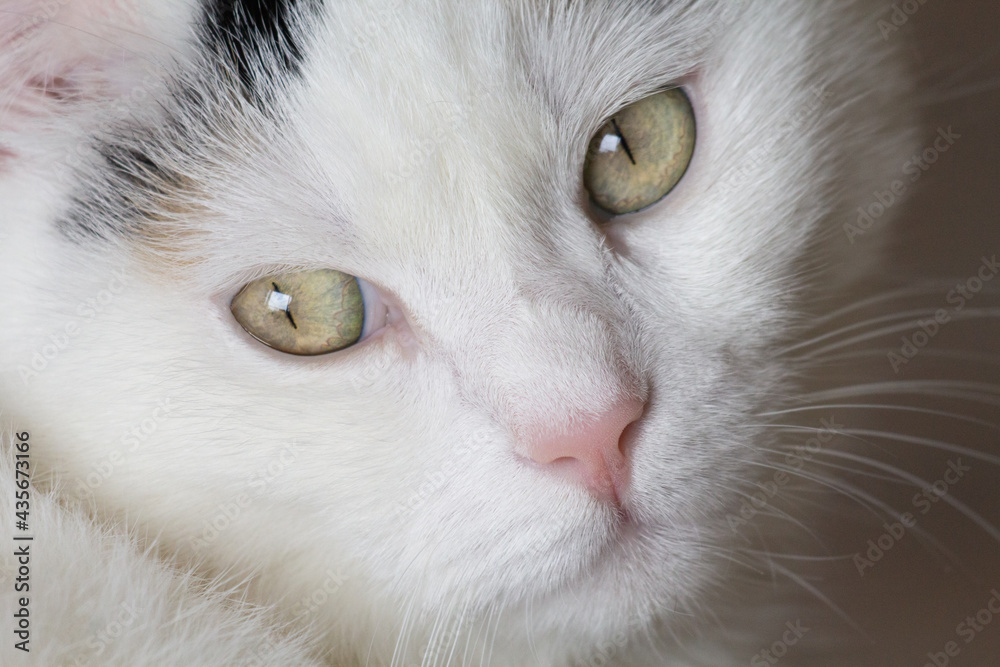 Primo piano di gatto bianco con occhi verdi Primo piano di gatto bianco con occhi verdi