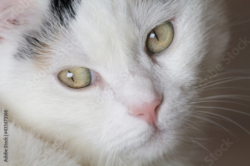 Primo piano di gatto bianco con occhi verdi