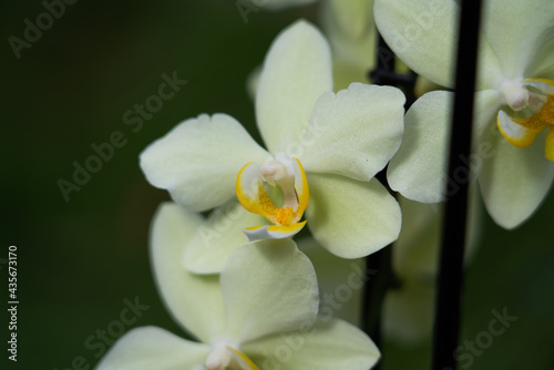 Close up of a blooming orchid  blurred green bokeh background 