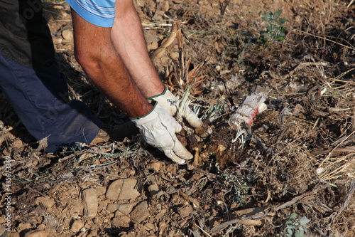 Farmer cultivating artichokes (transplant phase)