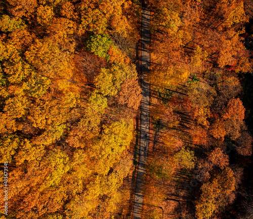 Aerial view on the forest in autumn