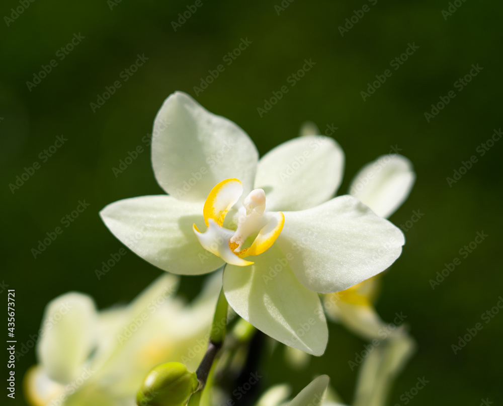 Close up of a blooming orchid, blurred green bokeh background Close up of a blooming orchid, blurred green bokeh background