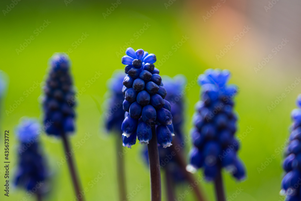 Lots of grape hyacinths on a meadow, blue plants on a green meadow with focus in the middle Lots of grape hyacinths on a meadow, blue plants on a green meadow with focus in the middle