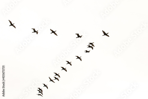 A flock of black Cormorants flying in V formation isolated on a white sky suitable for compositing