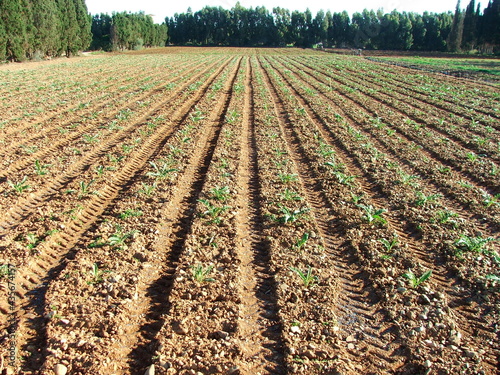 Rows of post-transplant artichoke in Sardinia