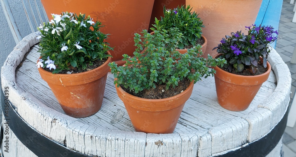 Four ceramic pots with indoor plants on a white barrel. Plant care.