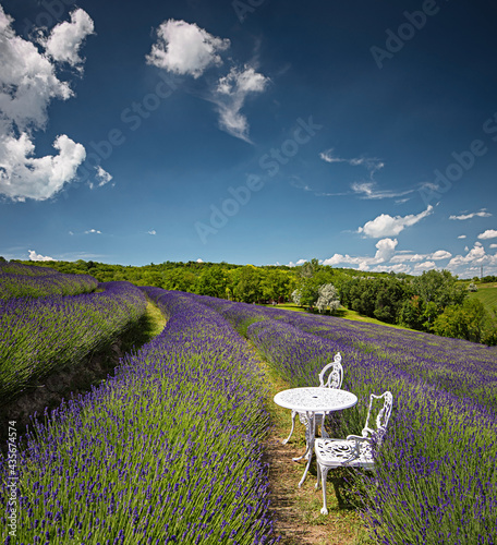 Nice lavender field in Hungary in spring with chair and table
