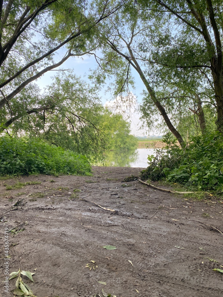 Fototapeta premium path in the forest