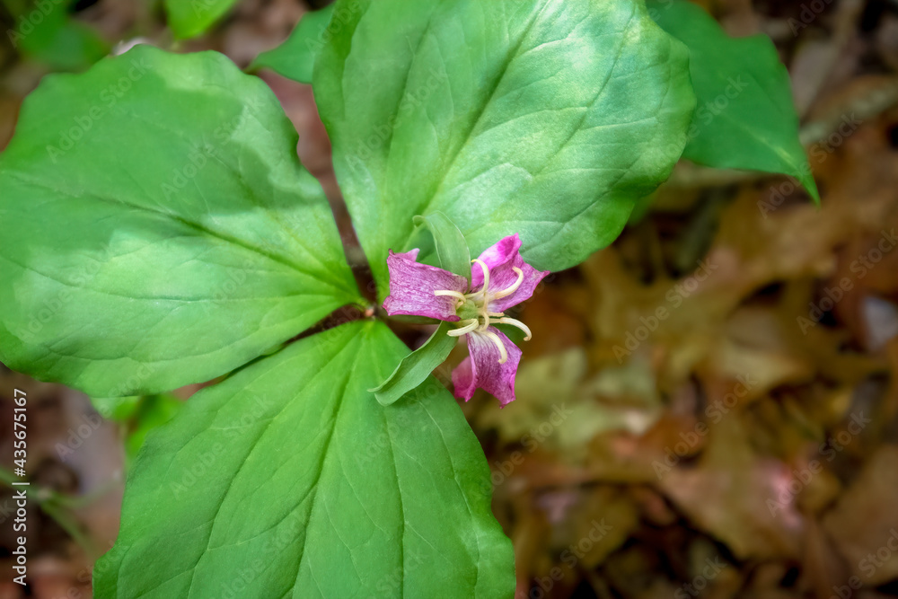 Blue Ridge Wake-Robin, Twisted Trillium, Propeller Trillium (Trillium Stamineum) in the Mountains of Georgia Blue Ridge Wake-Robin, Twisted Trillium, Propeller Trillium (Trillium Stamineum) in the Mountains of Georgia