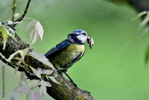 Eine Blaumeise mit einer Raupe für ihren Nachwuchs im Schnabel