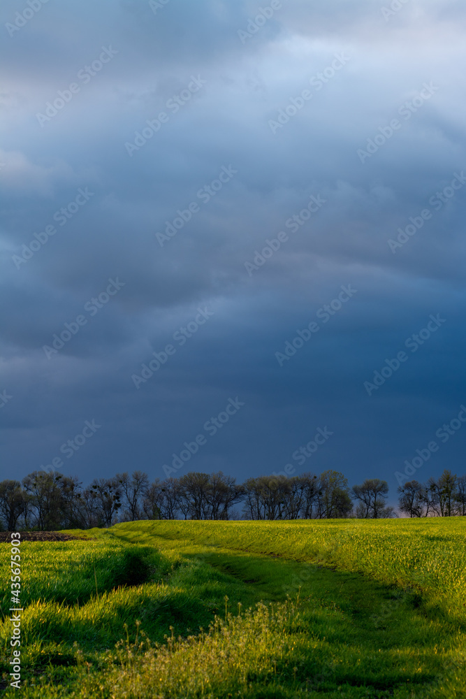 green field and sky