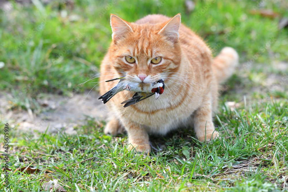 The domestic red cat caught the bird and holds it in its mouth The domestic red cat caught the bird and holds it in its mouth
