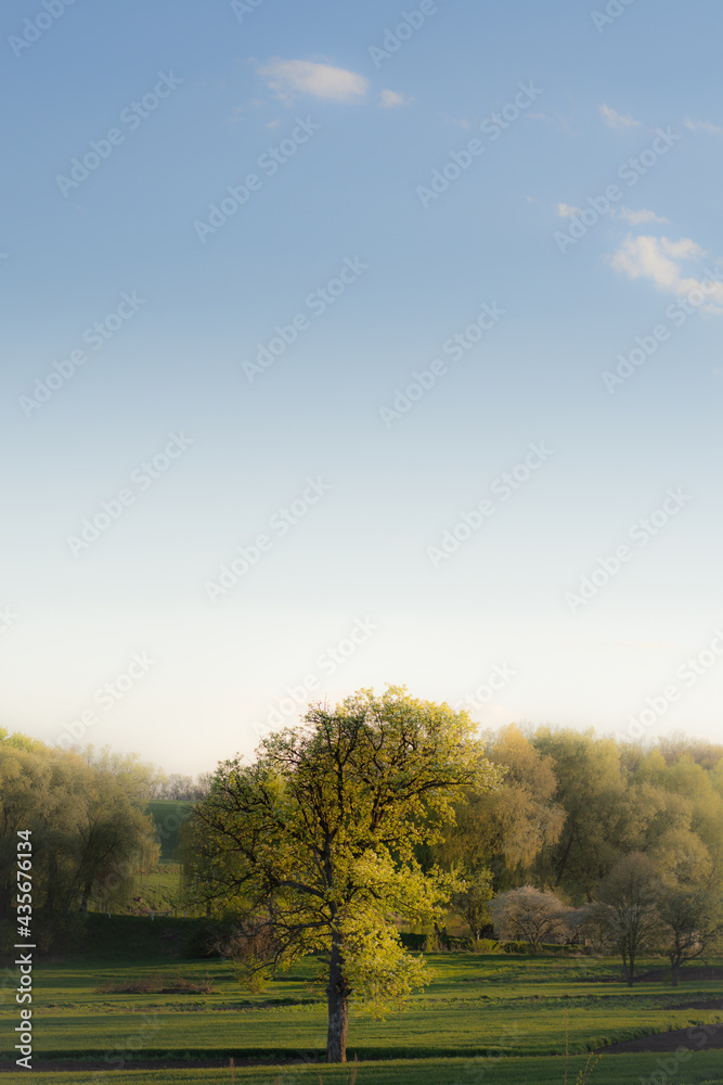 autumn landscape with trees