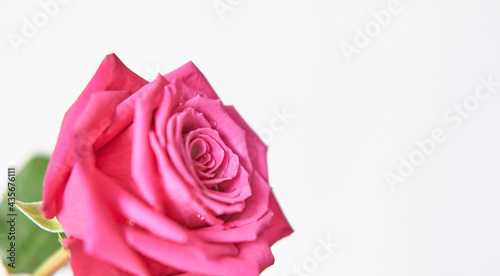 Bud of pink rose on white background. Selective focus