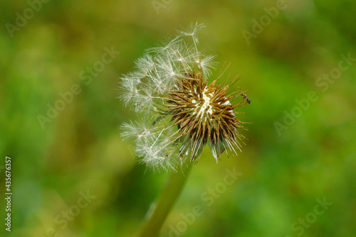 gros plan d une fourmi pos  e sur une fleur de pissenlit d  truite par le vent avec ses graines partiellement croch  es