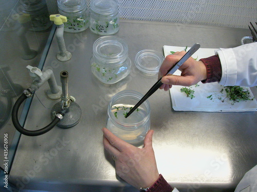 Bilde på lerret Activities in a micropropagation laboratory