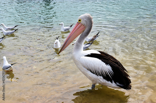 Pelican in San Remo, Victoria, Australia