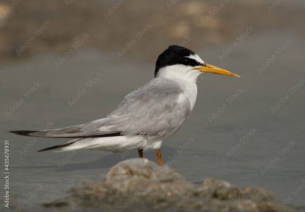 Portrait of a Juvenile Little Tern at Asker marsh, Bahrain Portrait of a Juvenile Little Tern at Asker marsh, Bahrain