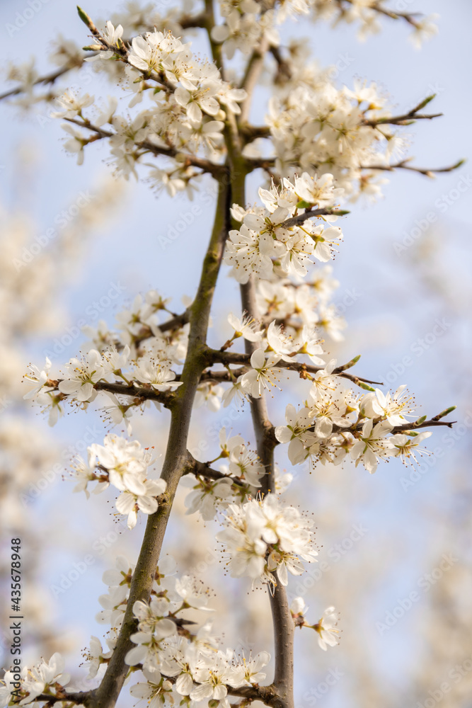 Spring blackthorn flower