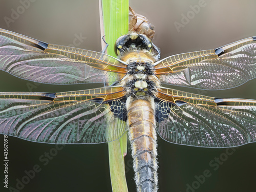 Vierfleck  (Libellula quadrimaculata) photo