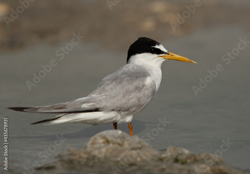 Portrait of a Juvenile Little Tern at Asker marsh, Bahrain