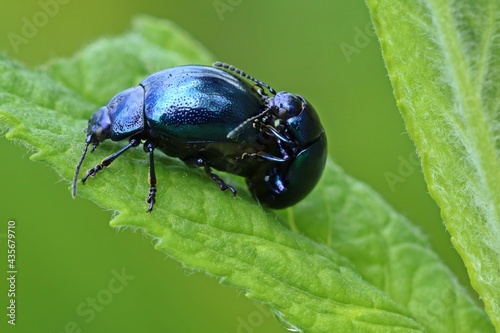 Himmelblaue Blattkäfer (Chrysolina coerulans) bei der Paarung © Schmutzler-Schaub
