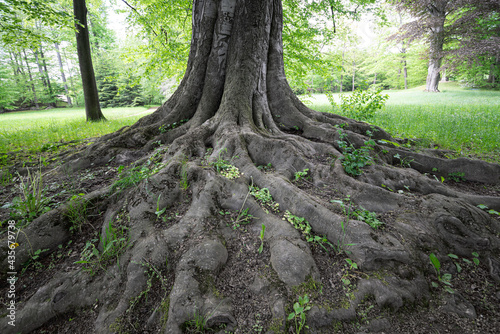 Wurzel, Baum photo