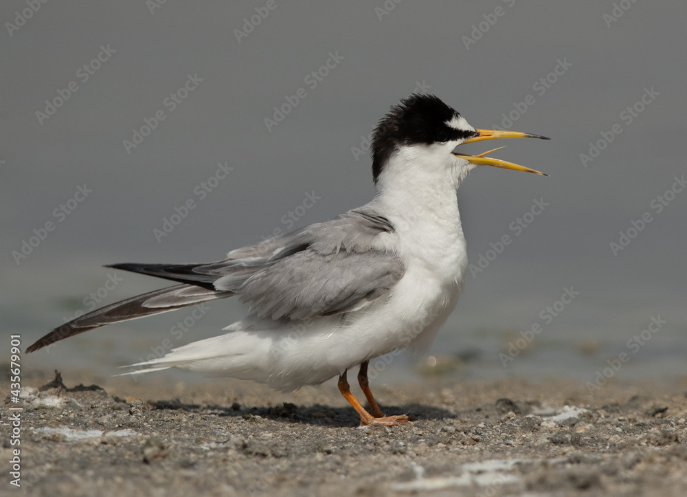 Juvenile Little Tern at Asker marsh, Bahrain Juvenile Little Tern at Asker marsh, Bahrain