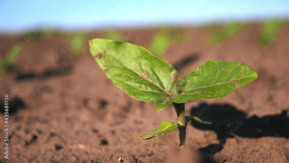 sunflower growing. sunflower field. close-up. young green sunflower seedling is growing on brown soil of agricultural field, in sunset light. sunflower sprout. Agriculture. eco farm, agricultural sunflower growing. sunflower field. close-up. young green sunflower seedling is growing on brown soil of agricultural field, in sunset light. sunflower sprout. Agriculture. eco farm, agricultural