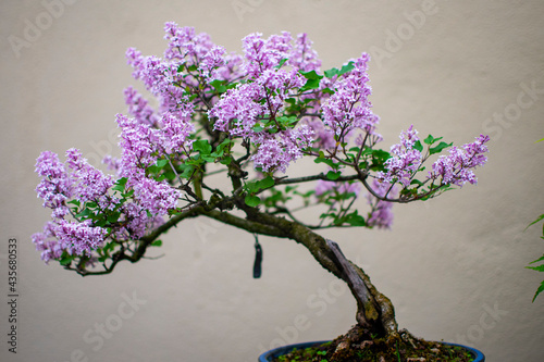 Bonsai en Nueva York