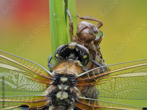 Vierfleck  (Libellula quadrimaculata) photo