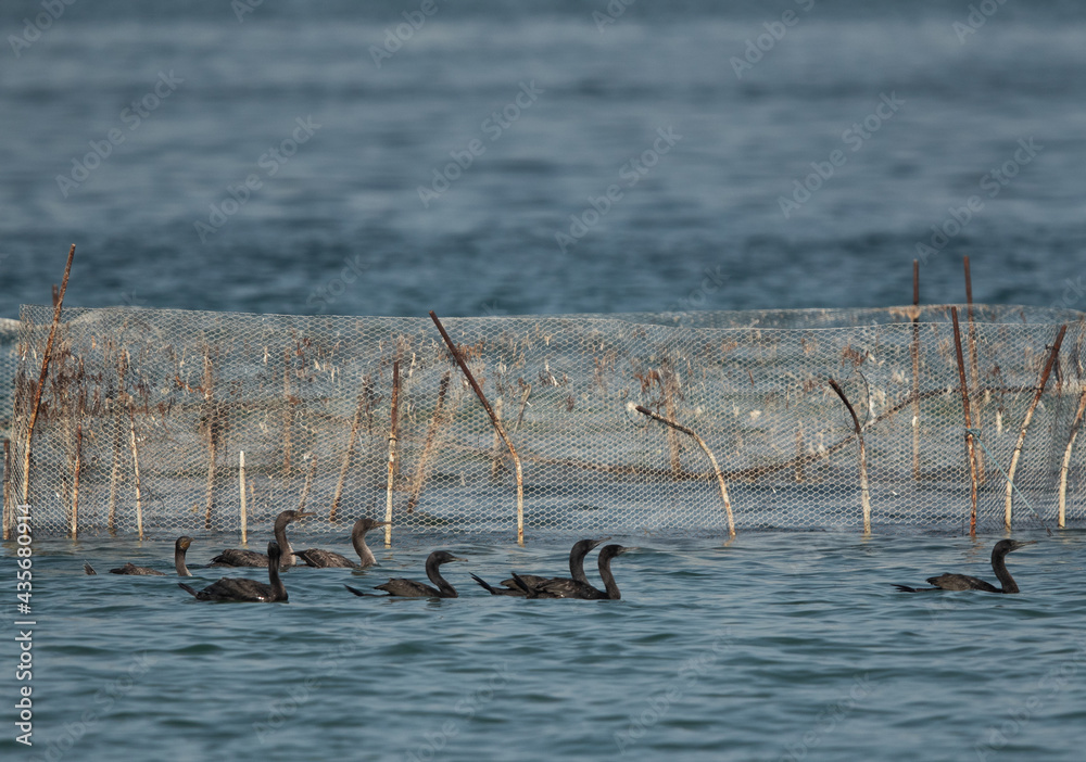 Socotra cormorants near fishing net at Busaiteen coast, Bahrain Socotra cormorants near fishing net at Busaiteen coast, Bahrain