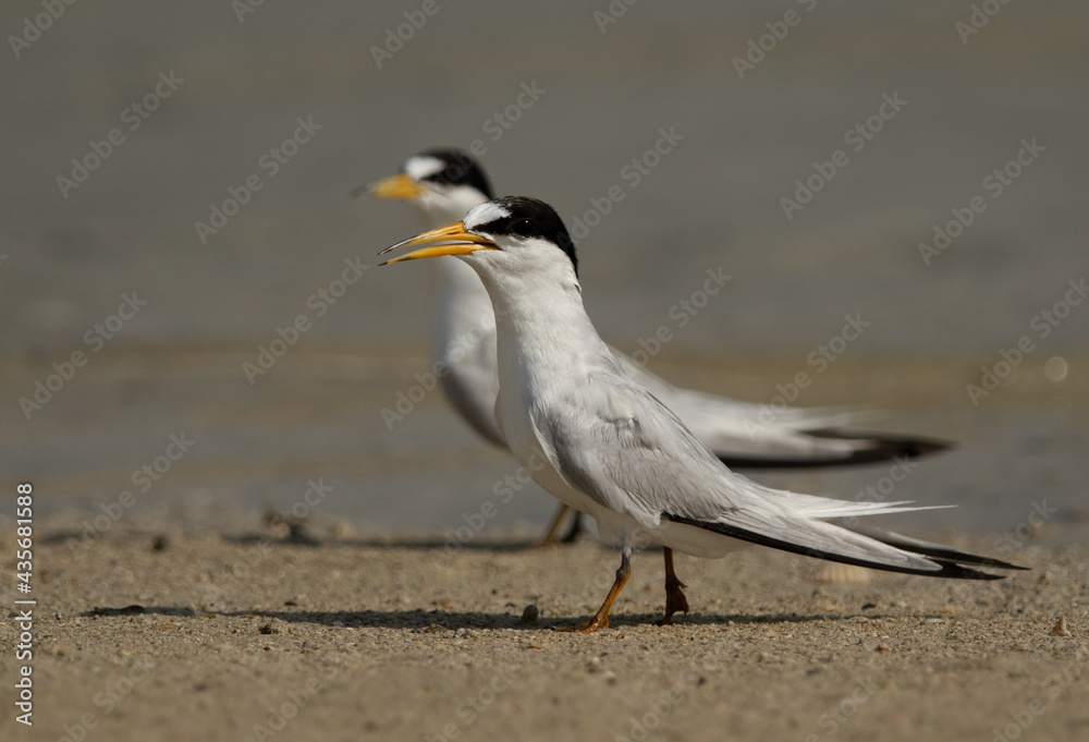 A pair of Saunders’s tern at Busiateen coast, Bahrain A pair of Saunders’s tern at Busiateen coast, Bahrain