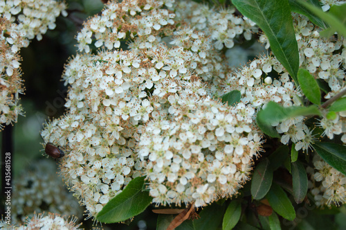 small white flowers among green leaves