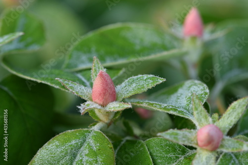 Quince pink buds in dew  Cydonia oblonga buds and leaves closeup.