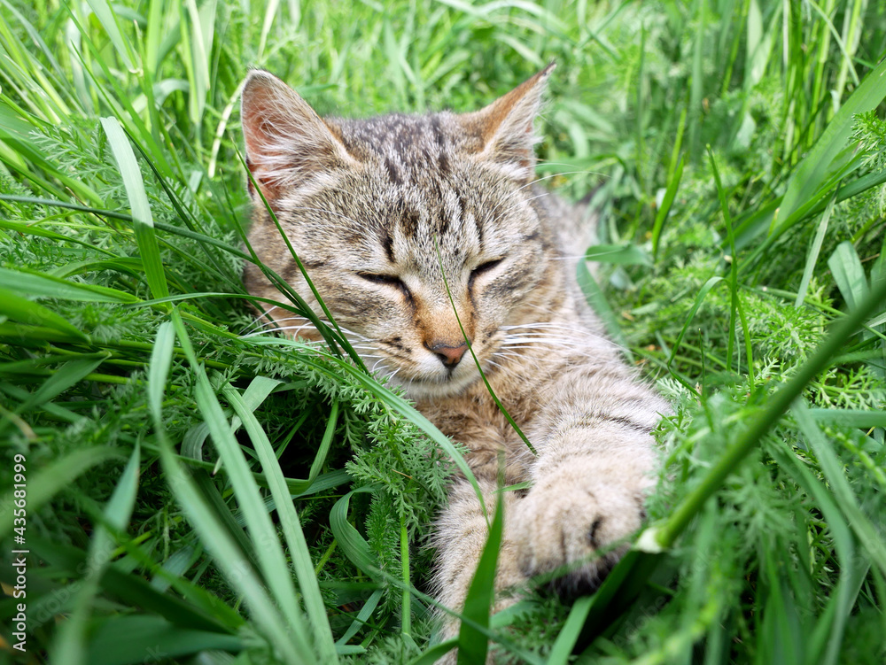 A small sweet kitten in the grass. Sunny day in the meadow.