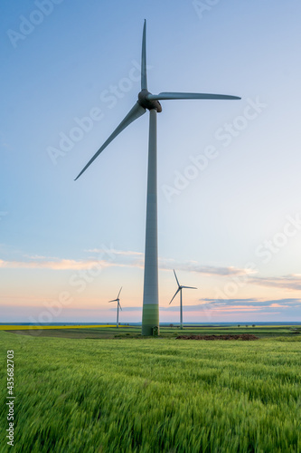 Three wind turbines that produce renewable green energy on a wheat field at sunset.
