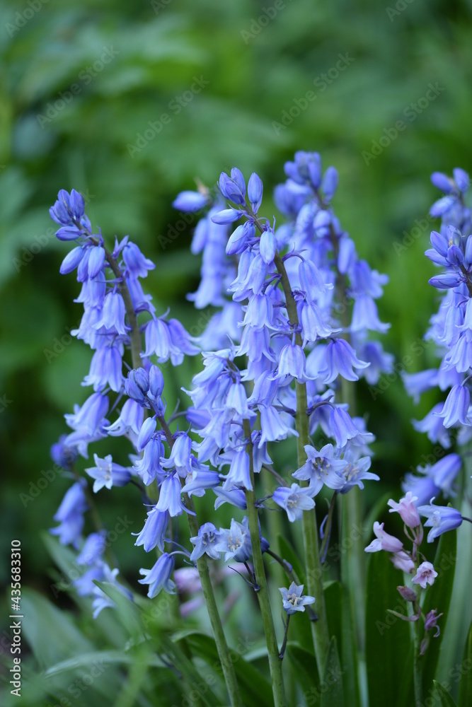 Fototapeta premium Spanish bluebell flowers in green spring garden.